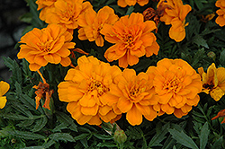 Durango Tangerine Marigold (Tagetes patula 'Durango Tangerine') at Debbie's Greenhouse & Garden Centre