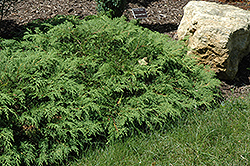 Russian Cypress (Microbiota decussata) at Debbie's Greenhouse & Garden Centre