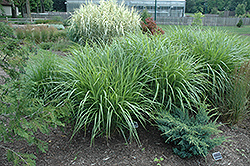 Silberfeder Maiden Grass (Miscanthus sinensis 'Silberfeder') at Debbie's Greenhouse & Garden Centre