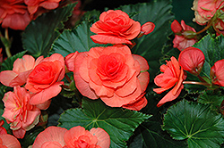 Solenia Salmon Coral Begonia (Begonia x hiemalis 'Solenia Salmon Coral') at Debbie's Greenhouse & Garden Centre