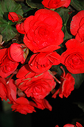 Solenia Red Begonia (Begonia x hiemalis 'Solenia Red') at Debbie's Greenhouse & Garden Centre