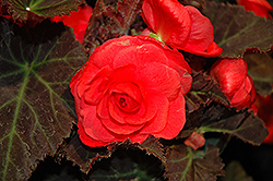 Nonstop Mocca Cherry Begonia (Begonia 'Nonstop Mocca Cherry') at Debbie's Greenhouse & Garden Centre