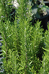 Barbeque Rosemary (Rosmarinus officinalis 'Barbeque') at Debbie's Greenhouse & Garden Centre