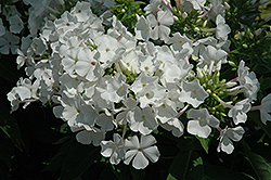 Flame White Garden Phlox (Phlox paniculata 'Flame White') at Debbie's Greenhouse & Garden Centre