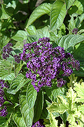 Marine Heliotrope (Heliotropium arborescens 'Marine') at Debbie's Greenhouse & Garden Centre