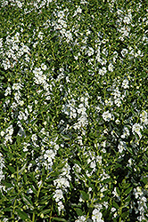 Angelface White Angelonia (Angelonia angustifolia 'Anwhitim') at Debbie's Greenhouse & Garden Centre