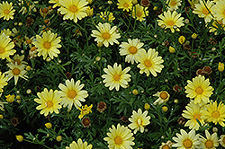 Butterfly Marguerite Daisy (Argyranthemum frutescens 'Butterfly') at Debbie's Greenhouse & Garden Centre
