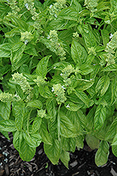 Sweet Nufar Basil (Ocimum basilicum 'Sweet Nufar') at Debbie's Greenhouse & Garden Centre