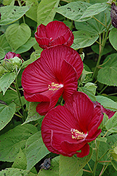 Luna Red Hibiscus (Hibiscus moscheutos 'Luna Red') at Debbie's Greenhouse & Garden Centre