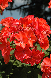 Dynamo Dark Salmon Geranium (Pelargonium 'Dynamo Dark Salmon') at Debbie's Greenhouse & Garden Centre