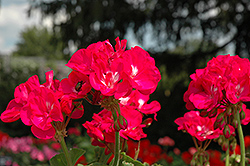 Dynamo Purple Geranium (Pelargonium 'Dynamo Purple') at Debbie's Greenhouse & Garden Centre