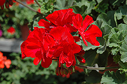 Fantasia Dark Red Geranium (Pelargonium 'Fantasia Dark Red') at Debbie's Greenhouse & Garden Centre
