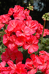 Fantasia Flamingo Rose Geranium (Pelargonium 'Fantasia Flamingo Rose') at Debbie's Greenhouse & Garden Centre
