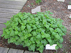 Lemon Balm (Melissa officinalis) at Debbie's Greenhouse & Garden Centre