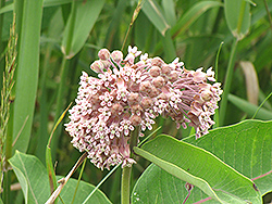 Common Milkweed (Asclepias syriaca) at Debbie's Greenhouse & Garden Centre