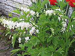 White Bleeding Heart (Dicentra spectabilis 'Alba') at Debbie's Greenhouse & Garden Centre