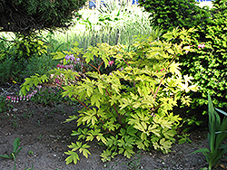 Gold Heart Bleeding Heart (Dicentra spectabilis 'Gold Heart') at Debbie's Greenhouse & Garden Centre
