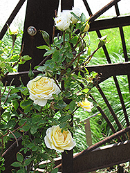 J.P. Connell Rose (Rosa 'J.P. Connell') at Debbie's Greenhouse & Garden Centre