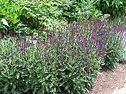 Caradonna Sage (Salvia nemorosa 'Caradonna') at Debbie's Greenhouse & Garden Centre