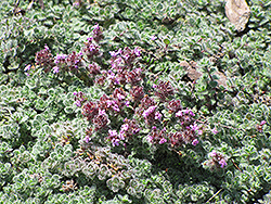 Wooly Thyme (Thymus pseudolanuginosis) at Debbie's Greenhouse & Garden Centre