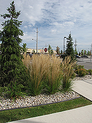 Karl Foerster Reed Grass (Calamagrostis x acutiflora 'Karl Foerster') at Debbie's Greenhouse & Garden Centre