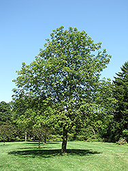 Ohio Buckeye (Aesculus glabra) at Debbie's Greenhouse & Garden Centre