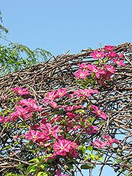 Ernest Markham Clematis (Clematis 'Ernest Markham') at Debbie's Greenhouse & Garden Centre