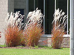Flame Grass (Miscanthus sinensis 'Purpurascens') at Debbie's Greenhouse & Garden Centre
