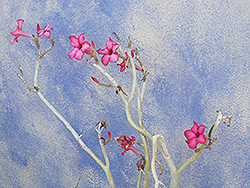 Desert Rose (Adenium obesum) at Debbie's Greenhouse & Garden Centre