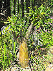 Madagascar Palm (Pachypodium lamerei) at Debbie's Greenhouse & Garden Centre
