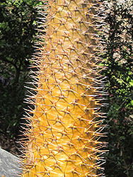 Madagascar Palm (Pachypodium lamerei) at Debbie's Greenhouse & Garden Centre