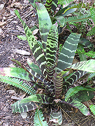 Black Chantini Bromeliad (Aechmea chantinii 'Black Chantini') at Debbie's Greenhouse & Garden Centre
