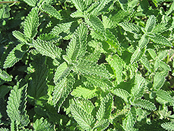 Walker's Low Catmint (Nepeta x faassenii 'Walker's Low') at Debbie's Greenhouse & Garden Centre