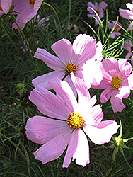 Sonata Pink Cosmos (Cosmos bipinnatus 'Sonata Pink') at Debbie's Greenhouse & Garden Centre
