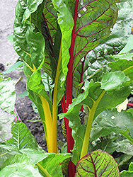 Bright Lights Swiss Chard (Beta vulgaris 'Bright Lights') at Debbie's Greenhouse & Garden Centre