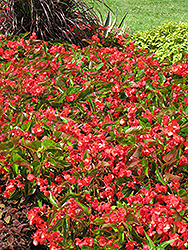 Dragon Wing Red Begonia (Begonia 'Dragon Wing Red') at Debbie's Greenhouse & Garden Centre