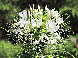 Sparkler White Spiderflower (Cleome hassleriana 'Sparkler White') at Debbie's Greenhouse & Garden Centre
