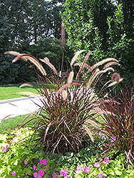 Purple Fountain Grass (Pennisetum setaceum 'Rubrum') at Debbie's Greenhouse & Garden Centre