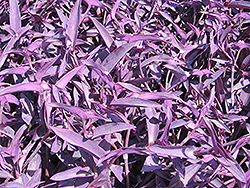 Purple Heart Spider Lily (Tradescantia pallida 'Purple Heart') at Debbie's Greenhouse & Garden Centre