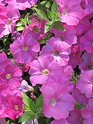 Easy Wave Pink Petunia (Petunia 'Easy Wave Pink') at Debbie's Greenhouse & Garden Centre