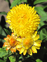 Dreamtime Jumbo Yellow Strawflower (Bracteantha bracteata 'OHB003790') at Debbie's Greenhouse & Garden Centre