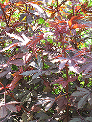 Carmencita Castor Bean (Ricinus communis 'Carmencita') at Debbie's Greenhouse & Garden Centre