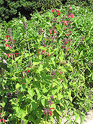 Pineapple Sage (Salvia elegans 'Pineapple') at Debbie's Greenhouse & Garden Centre