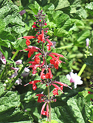 Pineapple Sage (Salvia elegans 'Pineapple') at Debbie's Greenhouse & Garden Centre