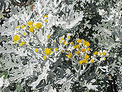 Silver Dust Dusty Miller (Senecio cineraria 'Silver Dust') at Debbie's Greenhouse & Garden Centre