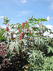 Sanguineus Castor Bean (Ricinus communis 'Sanguineus') at Debbie's Greenhouse & Garden Centre