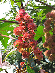 Sanguineus Castor Bean (Ricinus communis 'Sanguineus') at Debbie's Greenhouse & Garden Centre