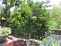 Washington Navel Orange (Citrus sinensis 'Washington Navel') at Debbie's Greenhouse & Garden Centre