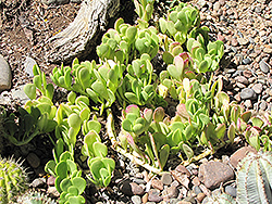 Trailing Jade (Senecio jacobsenii) at Debbie's Greenhouse & Garden Centre
