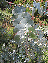 Baby Blue Silver-leaved Mountain Gum (Eucalyptus pulverulenta 'Baby Blue') at Debbie's Greenhouse & Garden Centre